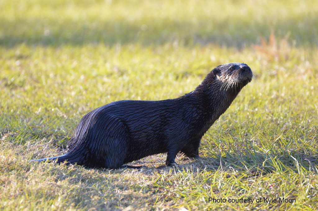 Otter picture