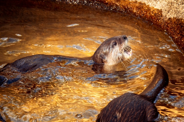 Otter picture