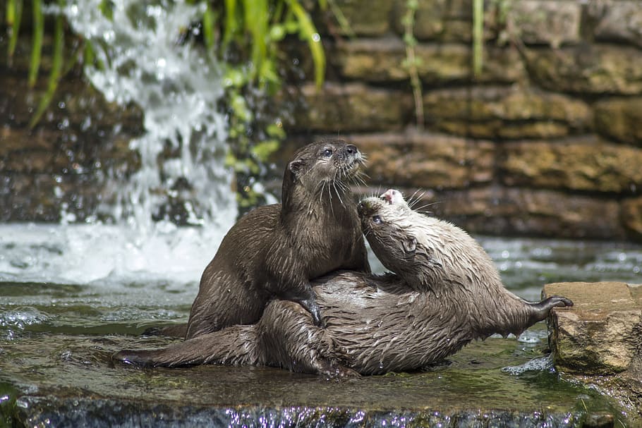 Otter picture