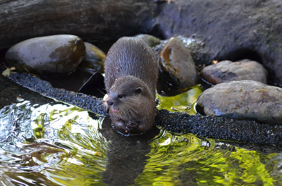 Otter picture