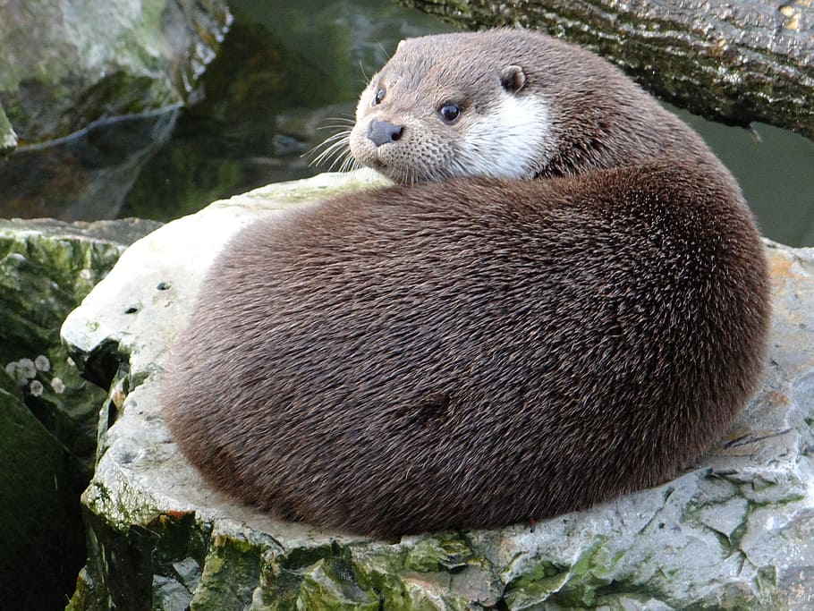 Otter picture