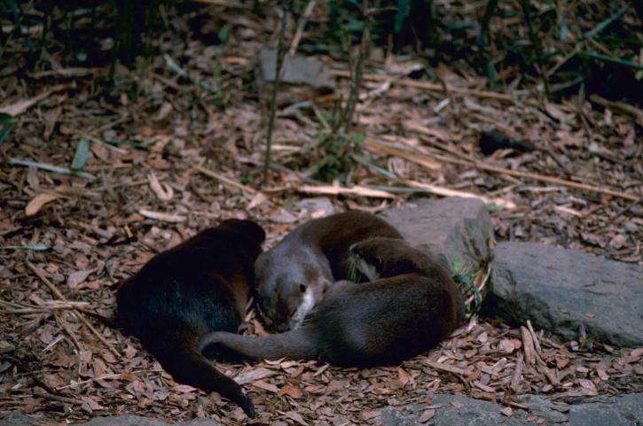 Otter picture