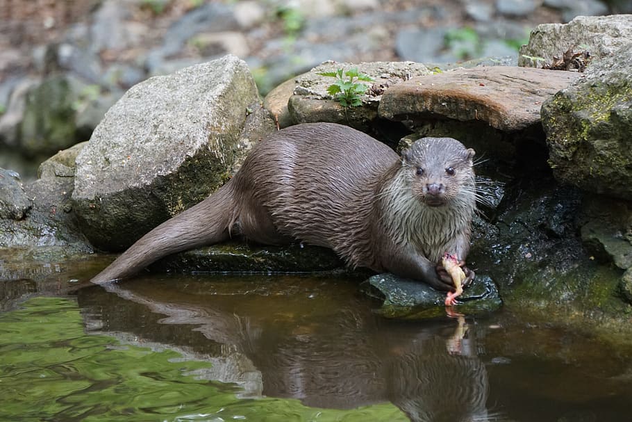 Otter picture