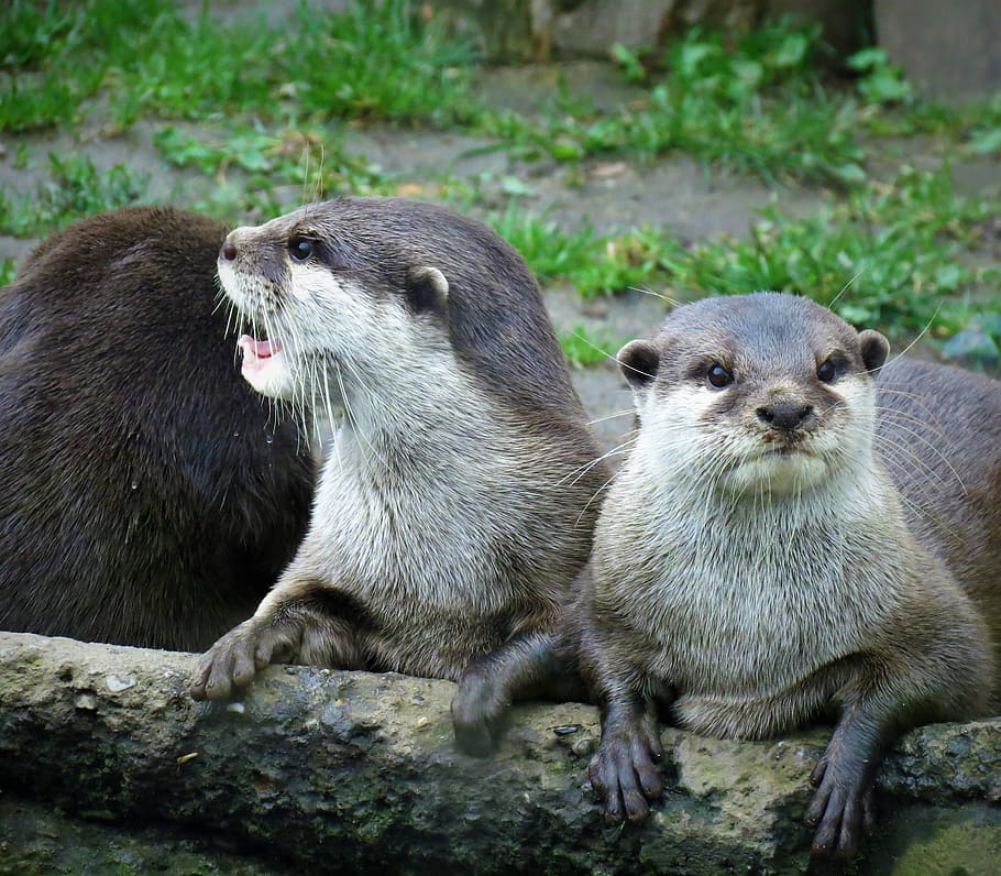 Otter picture