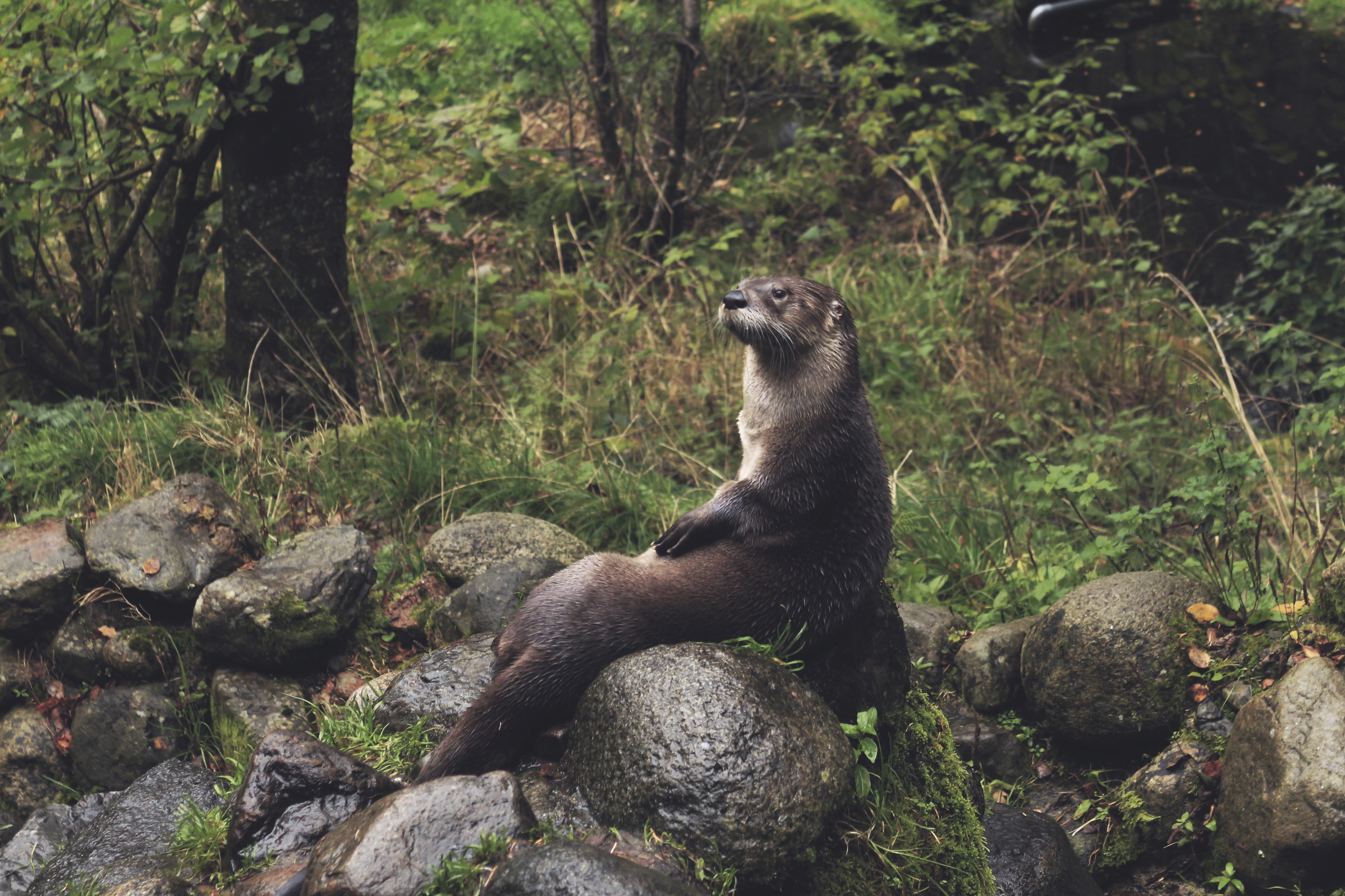 Otter picture