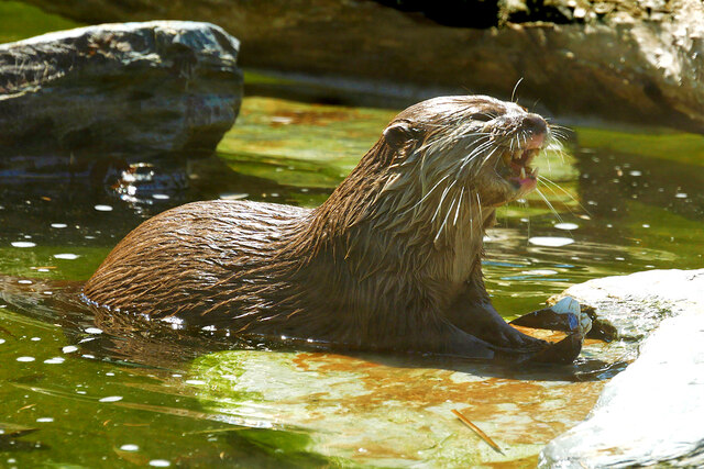 Otter picture