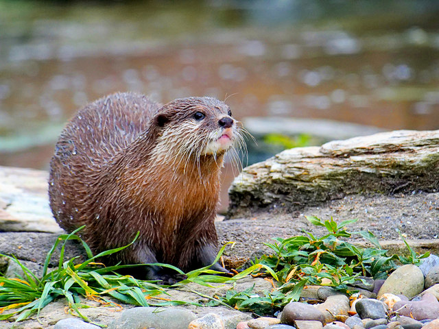 Otter picture