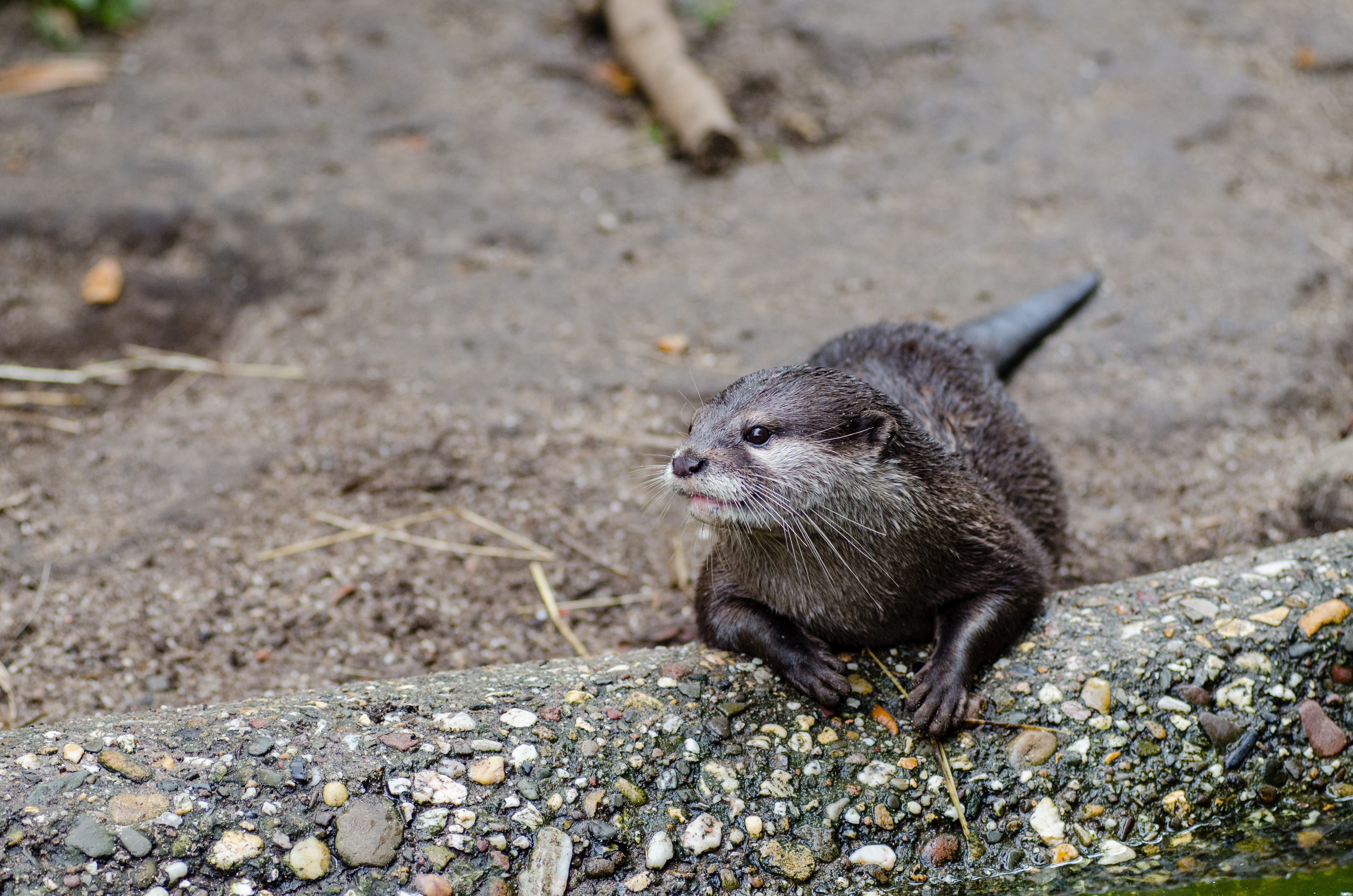 Otter picture