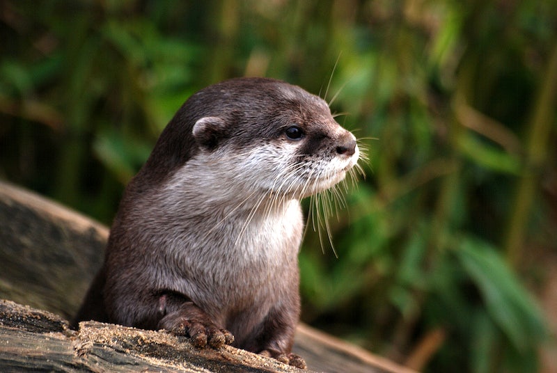 Otter picture