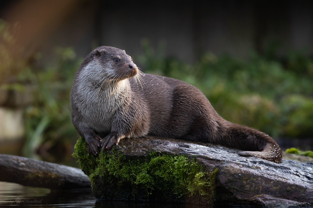 Otter picture