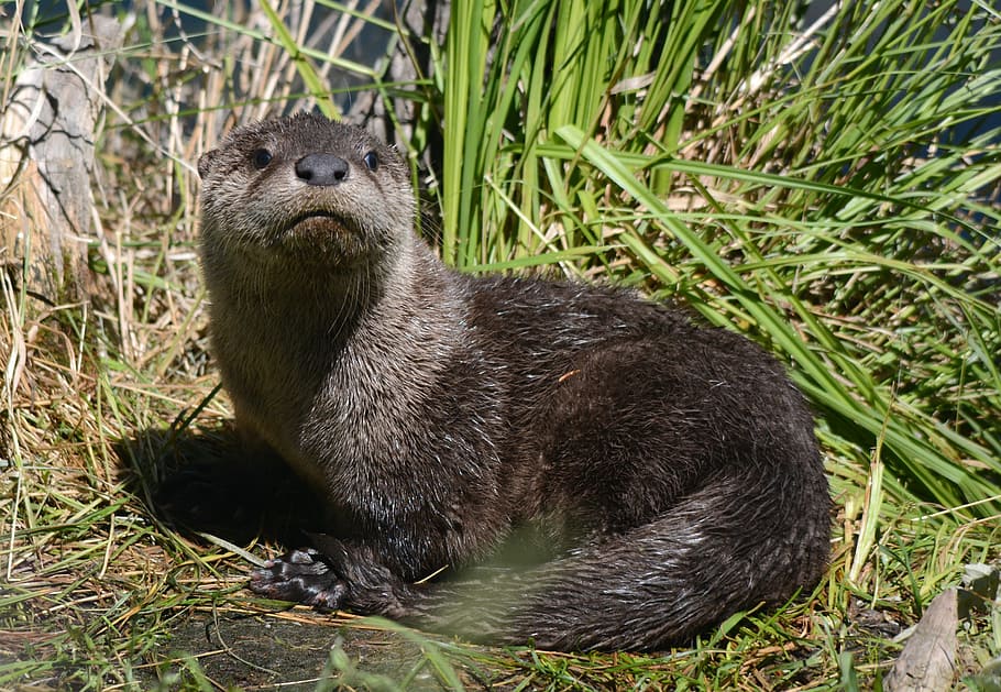 Otter picture