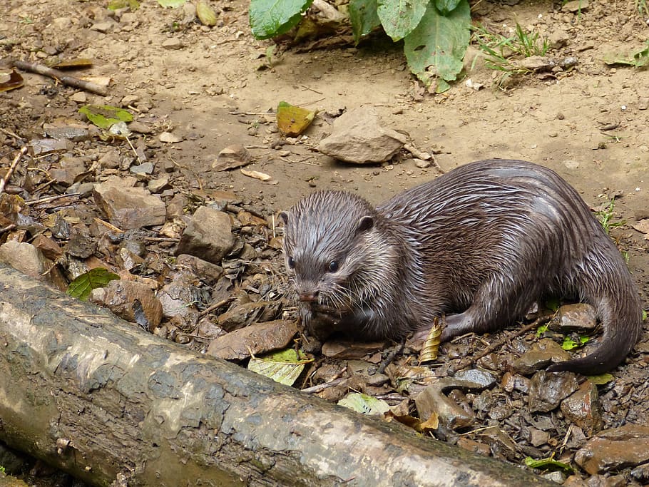 Otter picture