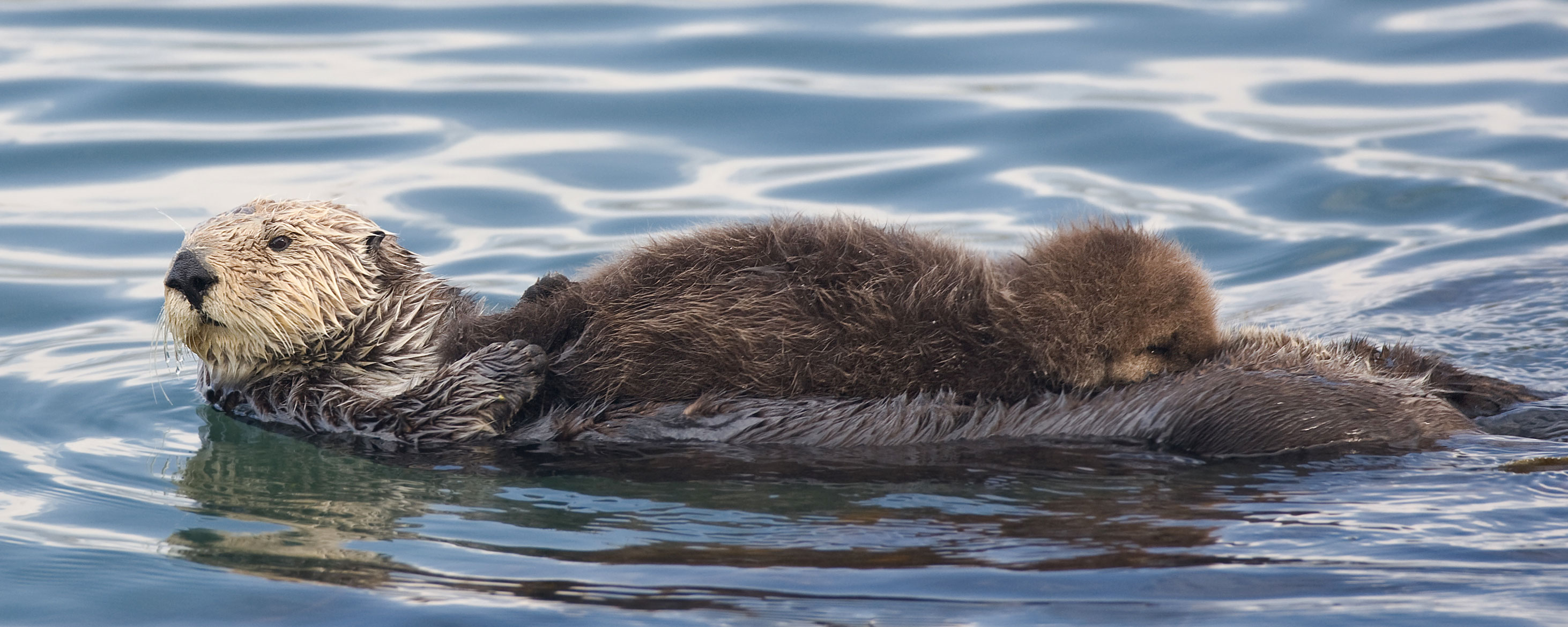 Otter picture