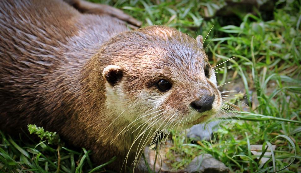 Otter picture