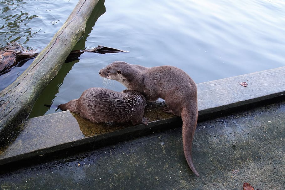 Otters enjoying water