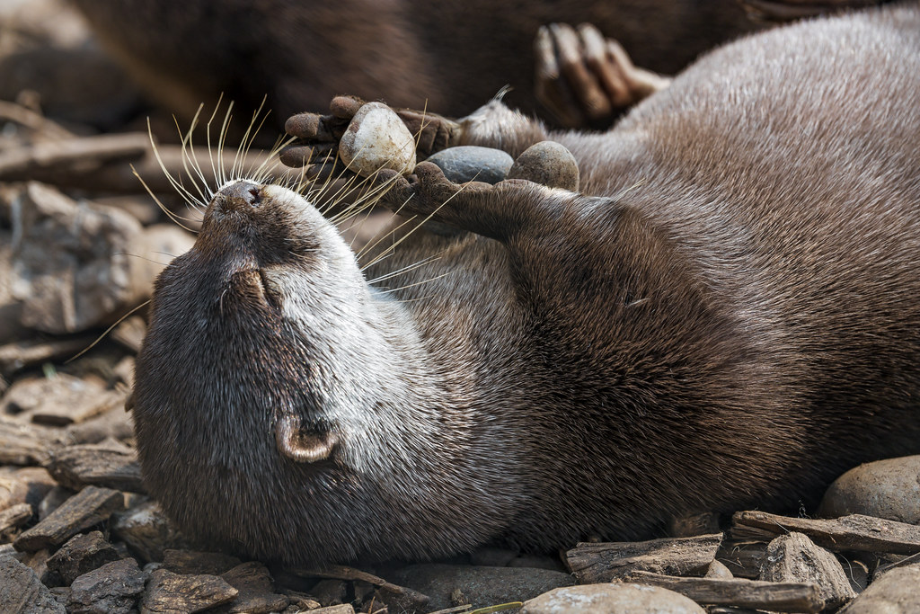 Saved otter Finn