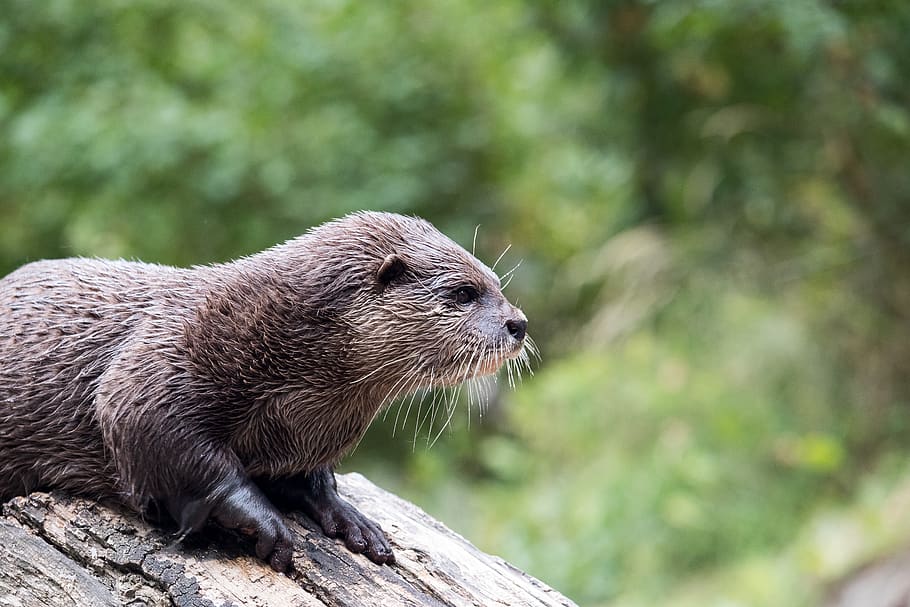 Saved otter Oliver