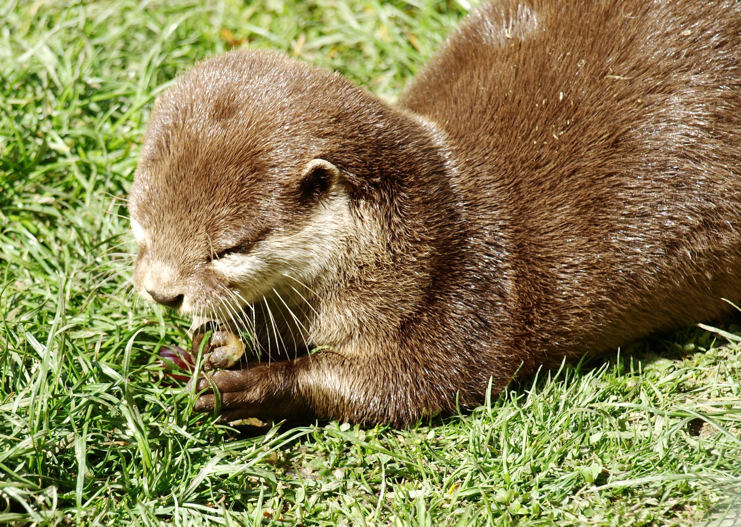 Saved otter Luna